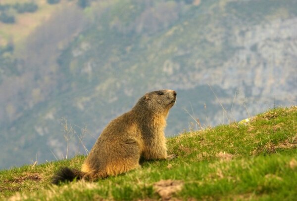 15-04-25 marmotte p358