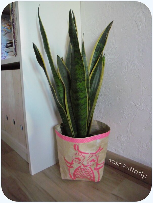 chouette snake plant