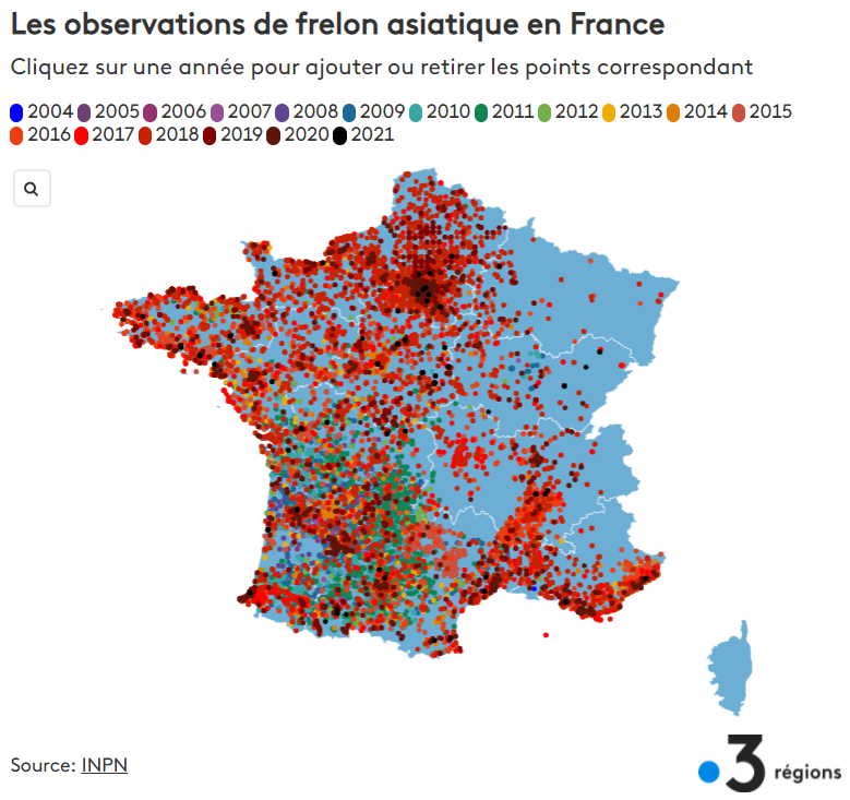 2022 02 15 frelon asiatique