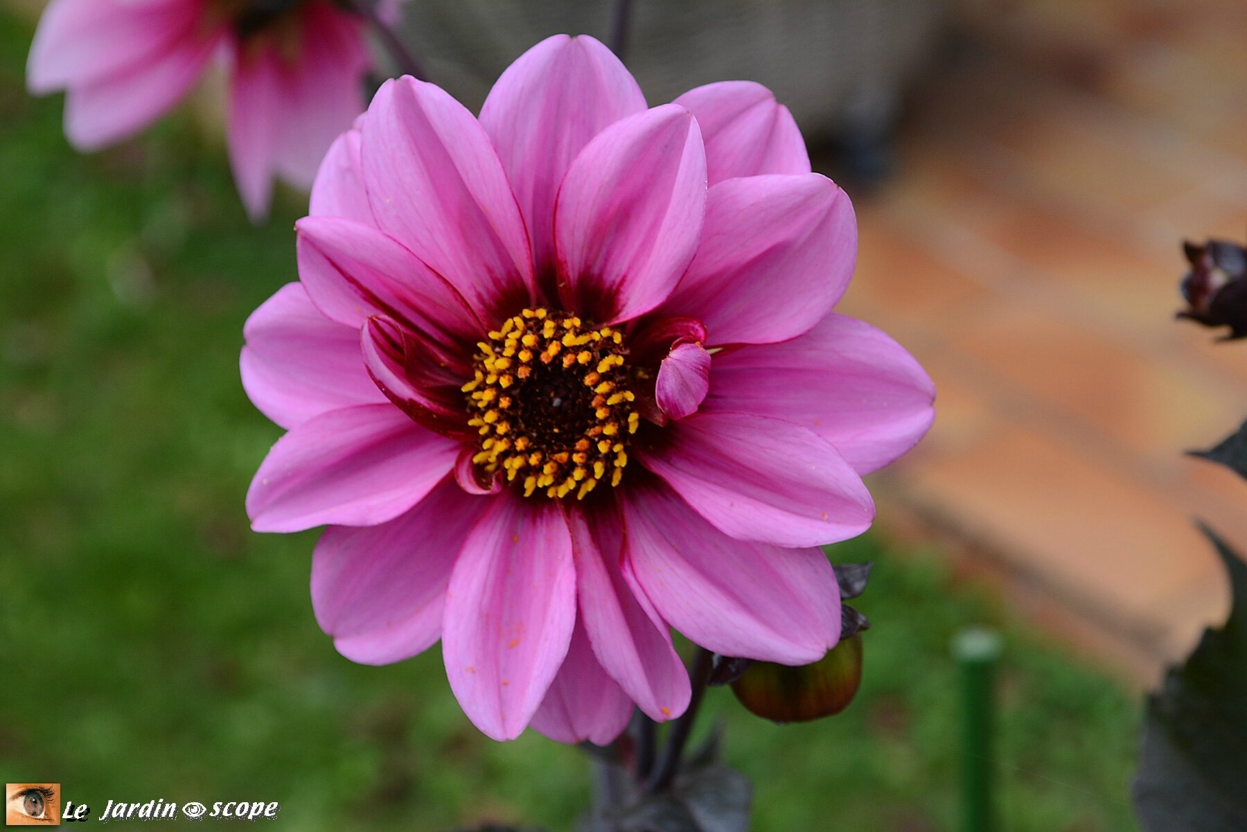 Dahlia Fashionissimo (label Rouge)