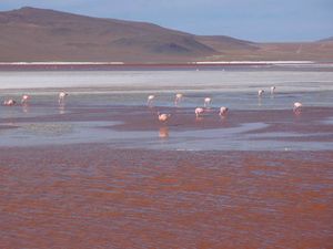 Bolivie - Laguna Colorada