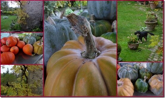 jardin 27 octobre 2019