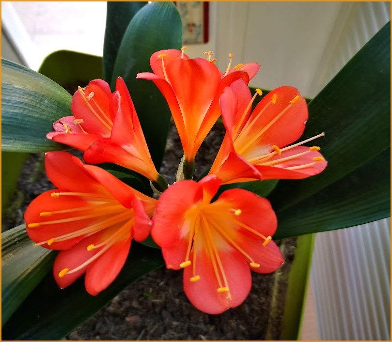 clivia2022_2