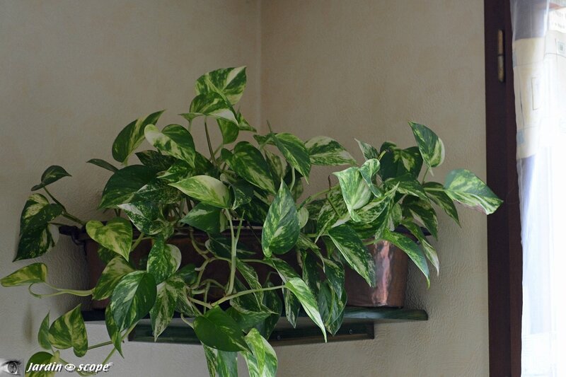 Installer les plantes au plus près des fenêtres
