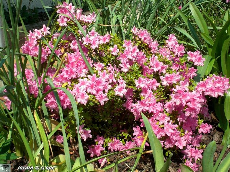 Azalée Japonica 'Héléna Rose'