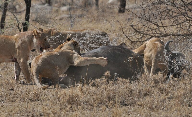 TROUPE DE LIONNES DANS LE SERENGETI