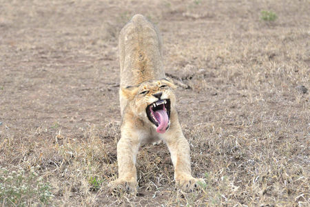 Jeune_lion__parc_Kruger__Afrique_du_Sud__1_