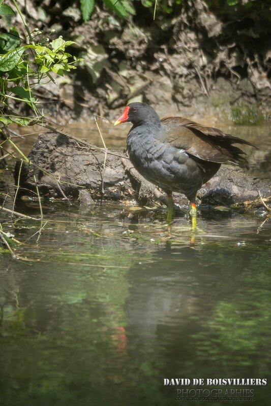 Gallinule Poule-d'Eau (Gallinula Chloropus)