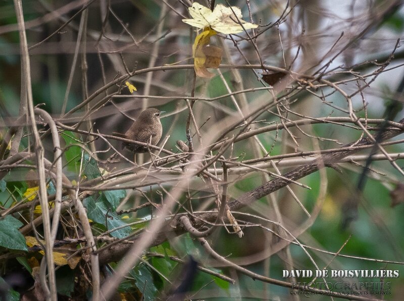 Troglodyte mignon (Troglodytes troglodytes - Eurasian Wren)