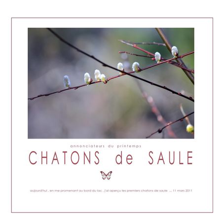 chatons_de_saule