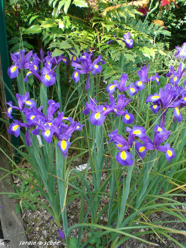 Iris Hollandica 'Blue Magic'