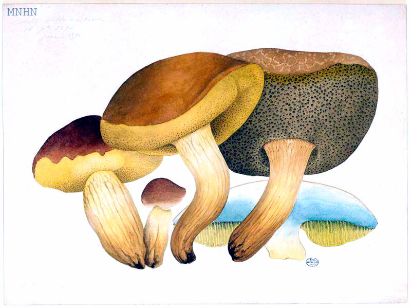 42 Boletus subtomentosus b