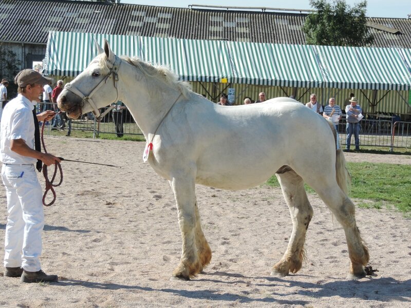 Extra du Boncoin - 24 Septembre 2016 - National Etalons - Samer (62) - 6e (2 ans Petites Tailles)