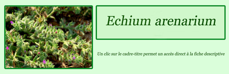 Echium arenarium