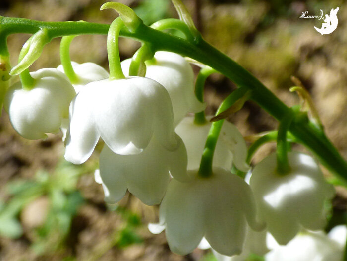 muguet 8