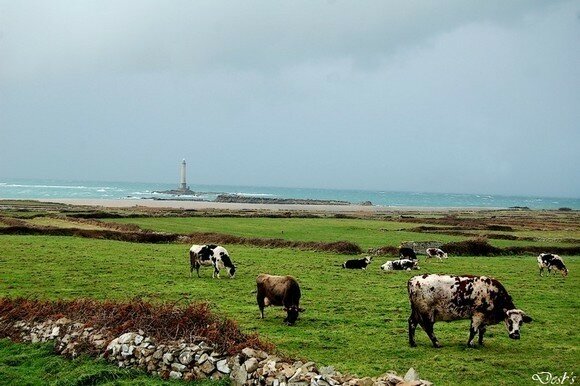 Cherbourg_vaches