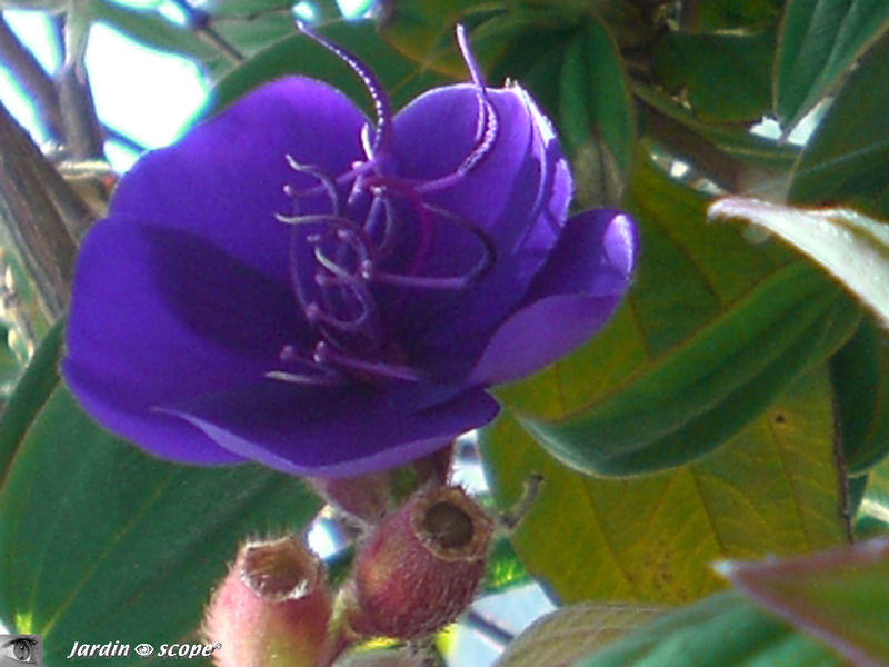 Tibouchina semidecandra • Tibouchine du Brésil • Melastomataceae