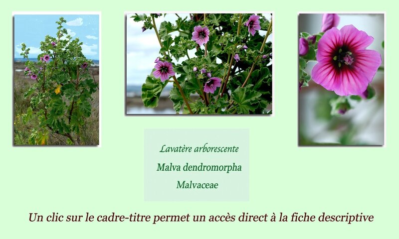 Lavatère arborescente