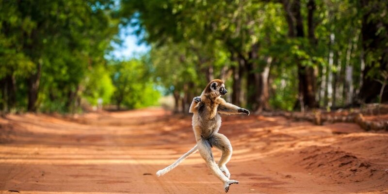 Sifaka-le-lemurien-danseur-de-Madagascar