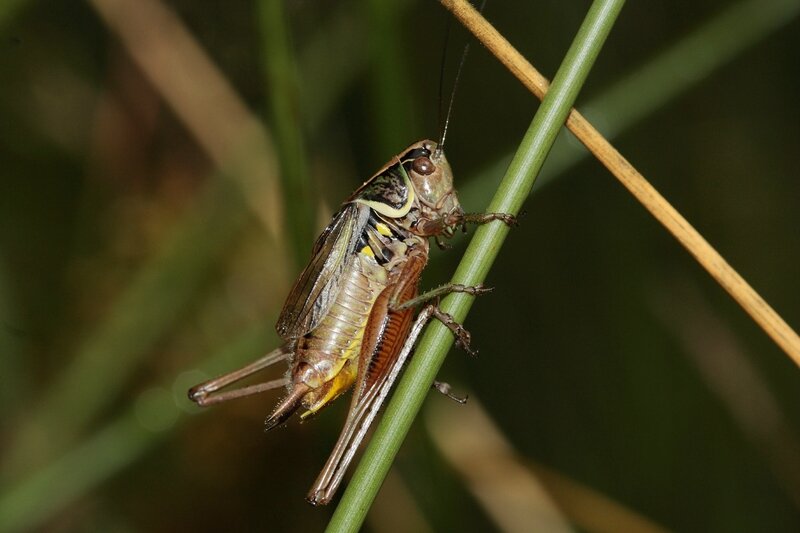 metrioptera roeselii mâle