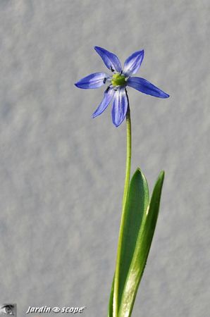 Scille de Sibérie • Scilla Sibirica