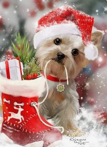 westie001