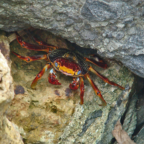 Photographie-Grapsus grapsus-Crabe zagaya 1