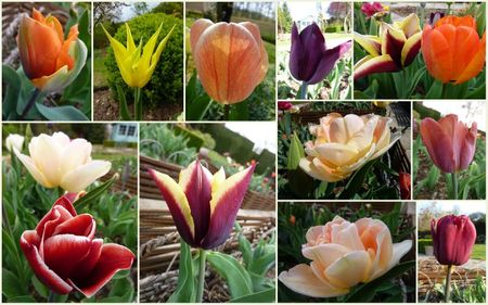 tulipes1