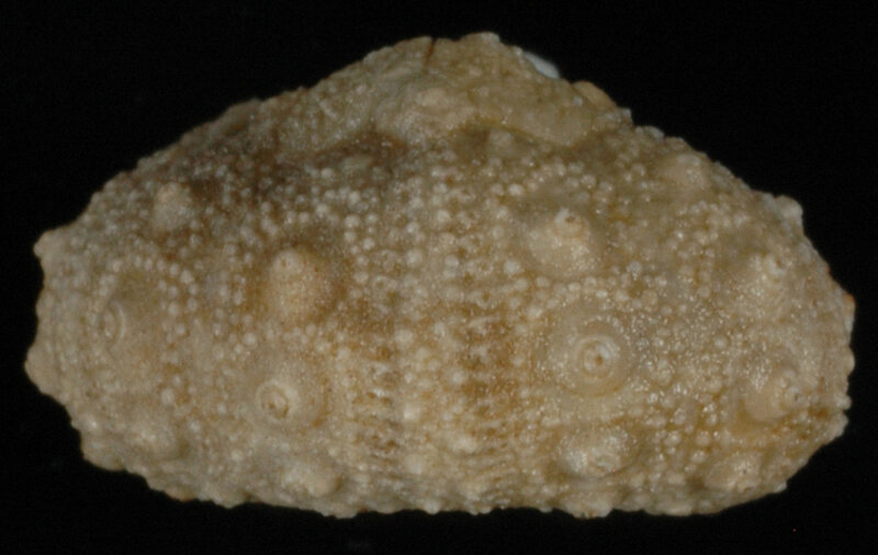 Hemipedina icaunensis 40193a