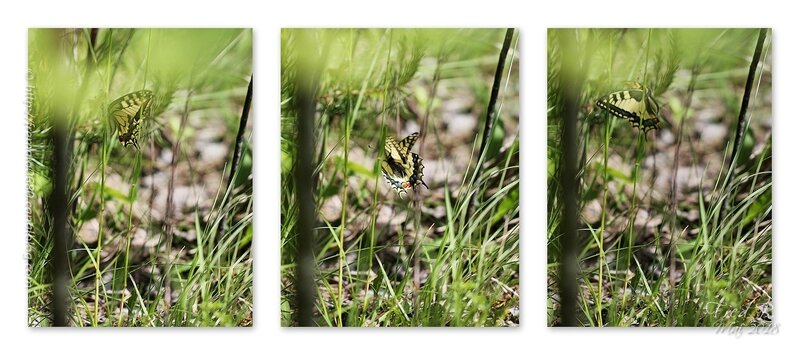 Papilio machaon-signée