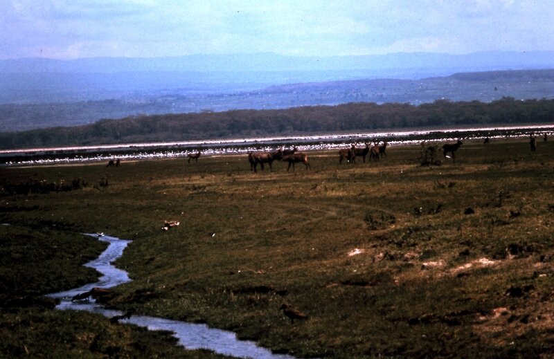 nakuru a