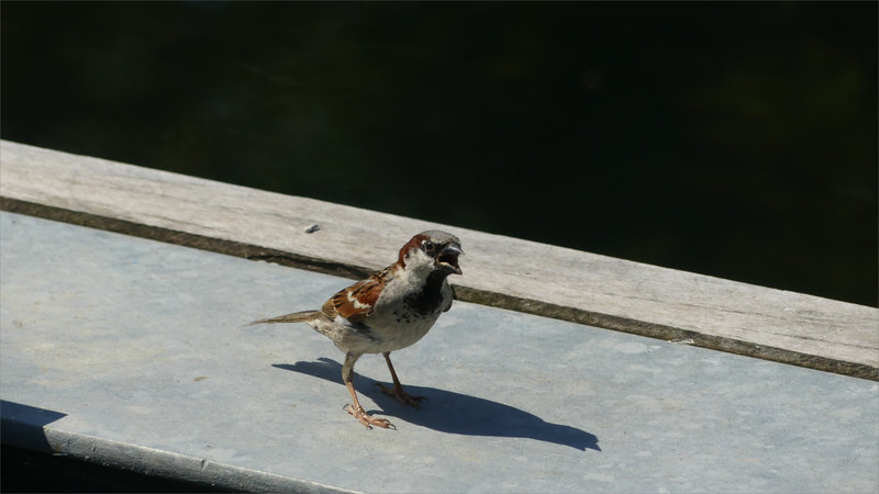 Oiseau moineau chaleur bec ouvert 5