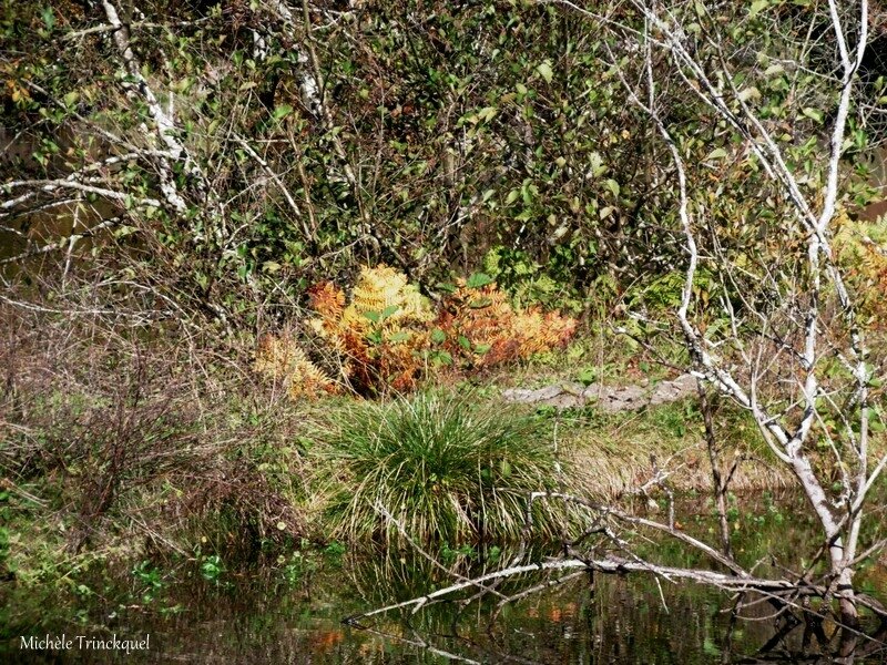 Etangs des Gravières 141117