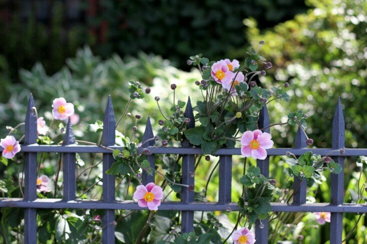 fence with japanese anemone_erinboyle_gardenista