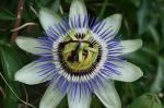passiflore