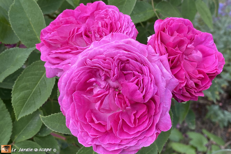 Rosa-Reine-des-Violettes-2