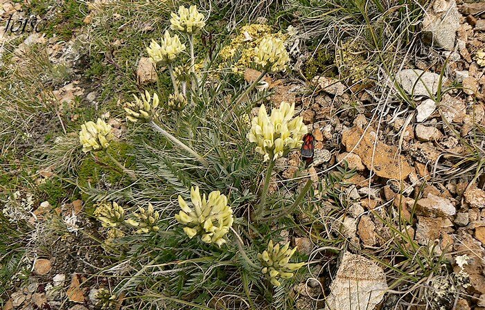 inflorescence en grappes ovoïdes denses dressés