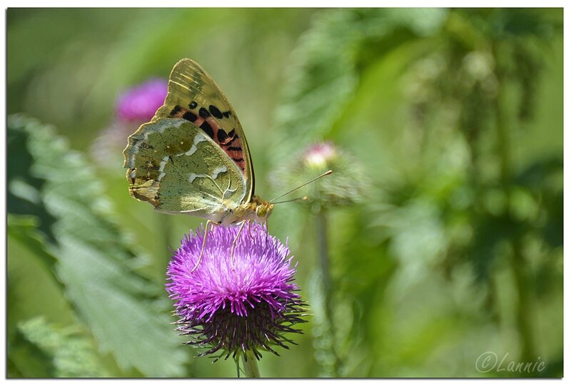 Armenie 16-06-2014 (36)