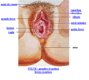 anatomie_femme_html_txt_vulve_20femme
