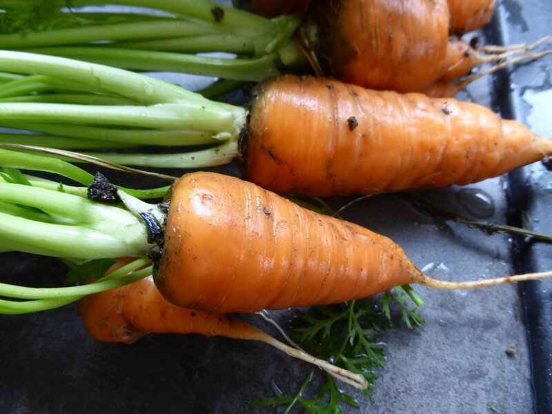 30-carottes (1)