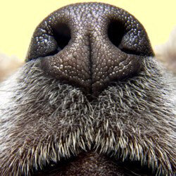 Truffe de chien