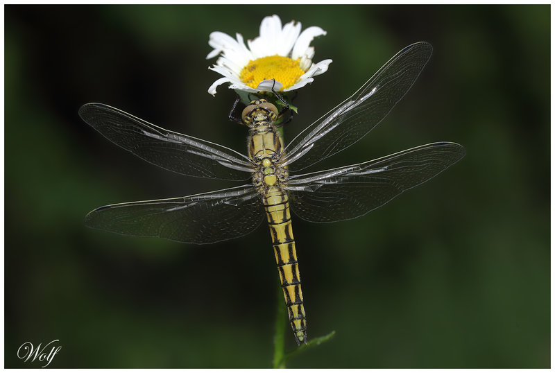orthetrum-cancel-23-03
