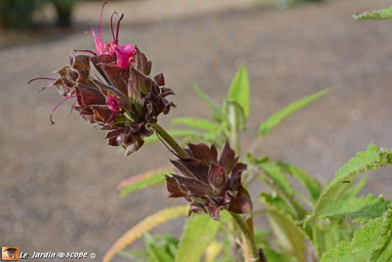 PAT_1983-SALVIA-SPATHACEA