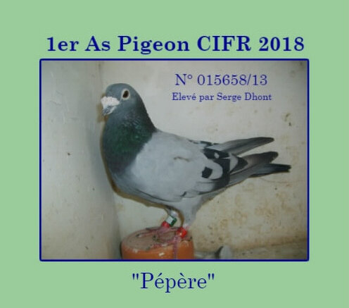 Dhont Serge PEPERE As pigeon 2018 (1)