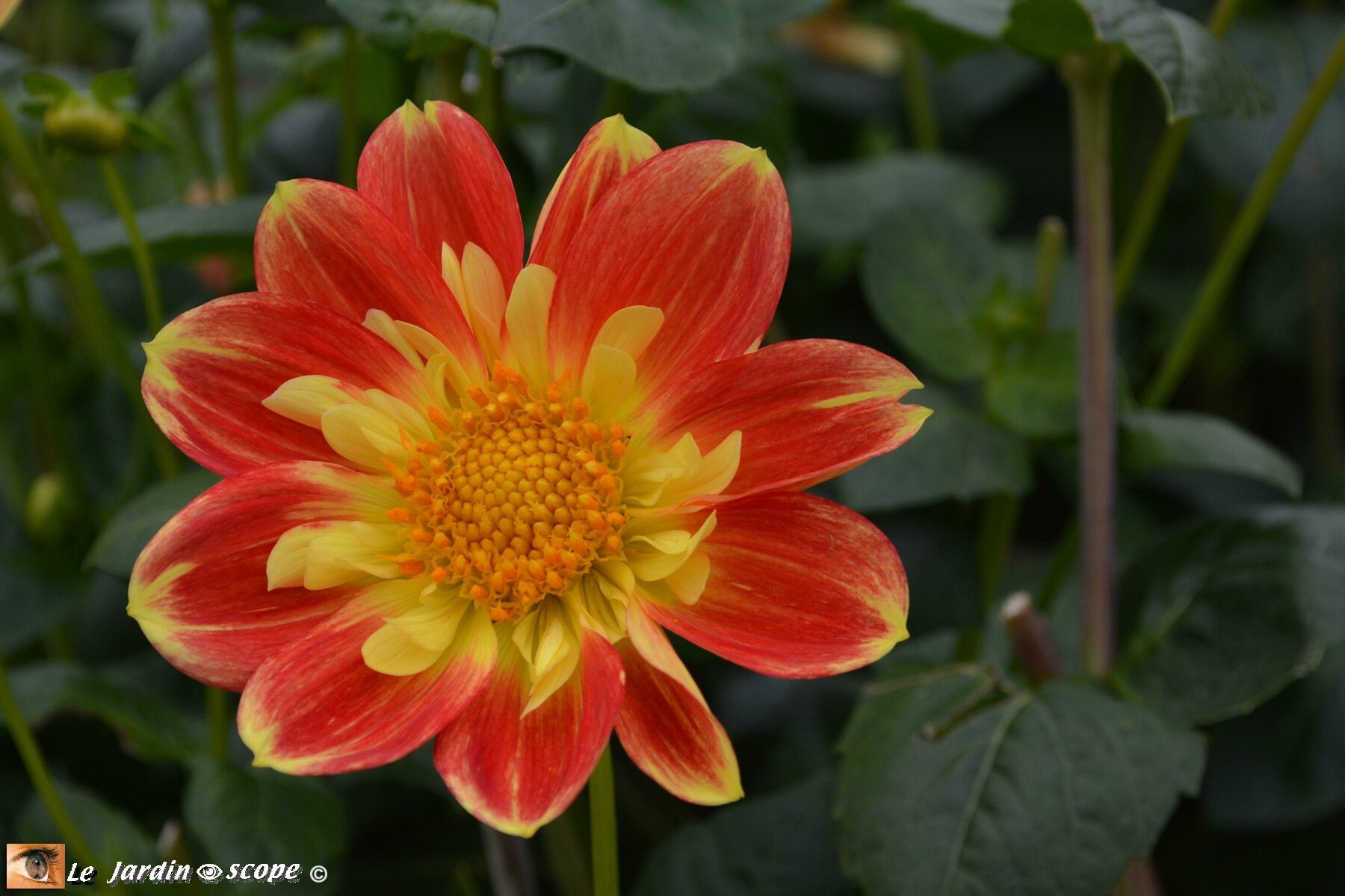 Dahlia-Olympe