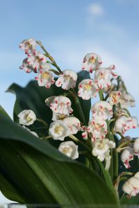 Muguet 2012 008