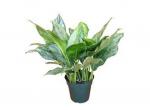 Aglaonema-Paysagiste-Biarritz-Paysagiste-Bayonne-Paysagiste-Pays-Basque-Paysagiste-Landes-Aglaonema-plante-depolluante 