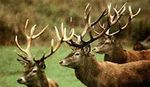 Deer242x140px