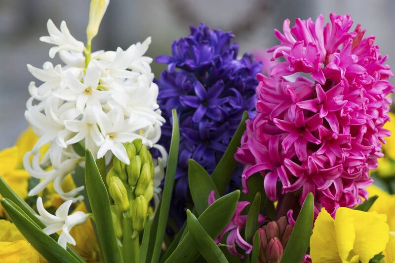 Hyacinte Jacinte