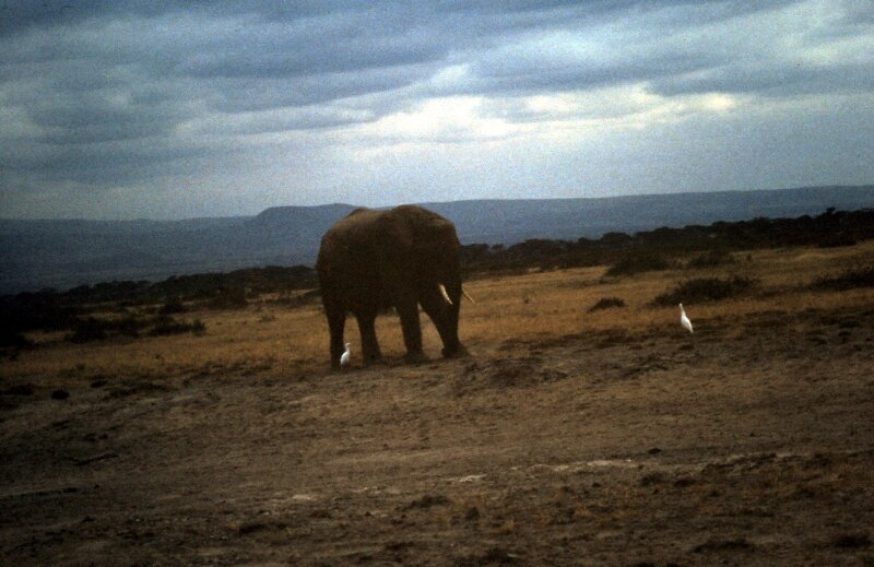 amboseli elephants troupeaux ll
